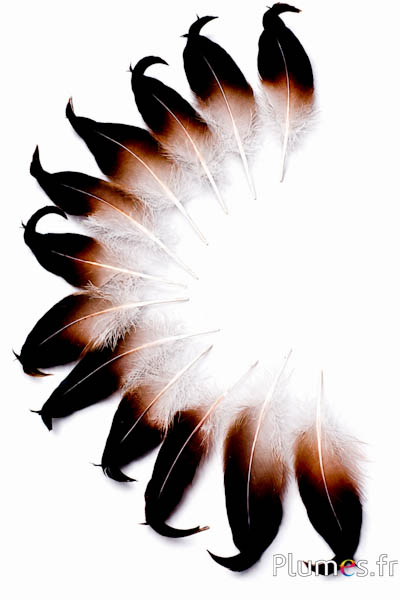 Anatra - 6-9 cm - bianco naturale-nero